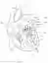 Fig. 51 - Prosthetic Mitral Valves And Apparatus And Methods For Delivery Of Same