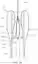 Fig. 55 - Prosthetic Mitral Valves And Apparatus And Methods For Delivery Of Same