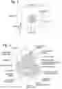 Fig. 02 - Methods of dynamic annuloplasty ring sizing