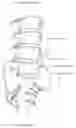 Fig. 27 - Apparatus, systems, and methods for the fixation or fusion of bone