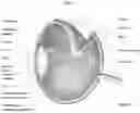 Fig. 02 - OPHTHALMIC COMPOSITION AND DELIVERY DEVICE THEREOF