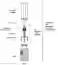 Fig. 02 - Medication and identification information transfer apparatus