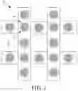 Fig. 02 - Ophthalmic gel and preparation method thereof