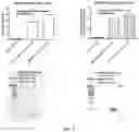 Fig. 03 - METHODS AND COMPOSITIONS FOR TREATING CANCER USING EXOSOMES-ASSOCIATED GENE EDITING