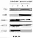 Fig. 09 - METHODS AND COMPOSITIONS FOR TREATING CANCER USING EXOSOMES-ASSOCIATED GENE EDITING