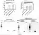 Fig. 14 - METHODS AND COMPOSITIONS FOR TREATING CANCER USING EXOSOMES-ASSOCIATED GENE EDITING