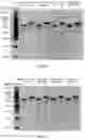 Fig. 19 - METHODS AND COMPOSITIONS FOR TREATING CANCER USING EXOSOMES-ASSOCIATED GENE EDITING