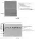 Fig. 25 - METHODS AND COMPOSITIONS FOR TREATING CANCER USING EXOSOMES-ASSOCIATED GENE EDITING