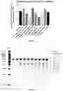 Fig. 27 - METHODS AND COMPOSITIONS FOR TREATING CANCER USING EXOSOMES-ASSOCIATED GENE EDITING