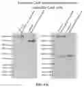 Fig. 31 - METHODS AND COMPOSITIONS FOR TREATING CANCER USING EXOSOMES-ASSOCIATED GENE EDITING