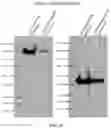 Fig. 33 - METHODS AND COMPOSITIONS FOR TREATING CANCER USING EXOSOMES-ASSOCIATED GENE EDITING