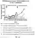 Fig. 35 - METHODS AND COMPOSITIONS FOR TREATING CANCER USING EXOSOMES-ASSOCIATED GENE EDITING