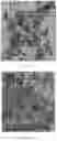 Fig. 02 - Surface-modified mesoporous silica nanoparticle for blood-brain barrier penetration,tumor targeting and cancer metastasis treatment, methods of production and uses thereof
