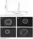 Fig. 10 - NANOCAPSULE FOR DELIVERY OF LIPOPHILIC COMPOUND AND PROCESS OF PREPARATION THEREOF