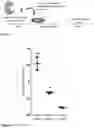 Fig. 02 - Compositions and methods for ablating niche cells in testis and other epithelial cells and methods relating thereto