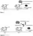 Fig. 05 - Compositions and methods for ablating niche cells in testis and other epithelial cells and methods relating thereto