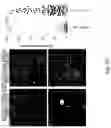 Fig. 08 - Mitofusin activators and methods of use thereof
