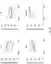 Fig. 11 - Methods and agents that enhance myogenic progenitor cell engraftment