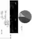Fig. 25 - Methods and agents that enhance myogenic progenitor cell engraftment