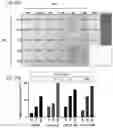 Fig. 32 - Methods and agents that enhance myogenic progenitor cell engraftment