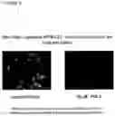 Fig. 11 - Derivatives of korormicin useful as antibiotics