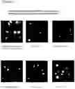 Fig. 26 - Derivatives of korormicin useful as antibiotics