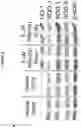 Fig. 13 - Methods and compositions utilizing RRx-001 combination therapy for radioprotection