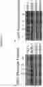Fig. 17 - Methods and compositions utilizing RRx-001 combination therapy for radioprotection