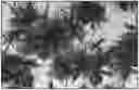 Fig. 01 - COMPOSITIONS COMPRISING INDIGO AND/OR AN INDIGO DERIVATIVE AND METHODS OF USE THEREOF