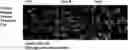 Fig. 01 - ANTIAGING COMPOSITION COMPRISING CYTOCHALASIN D OR SAG, AND METHOD FOR SCREENING ANTIAGING SUBSTANCE