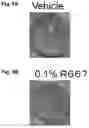 Fig. 07 - Therapeutic agent for keratoconjunctive disorders