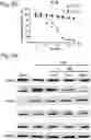 Fig. 06 - Compounds as mPGES-1 inhibitors
