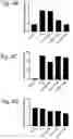 Fig. 07 - Compounds as mPGES-1 inhibitors
