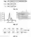 Fig. 02 - STRUCTURAL BASIS FOR OUTER MEMBRANE USHER ACTIVATION TO CATALYZE P PILUS ASSEMBLY