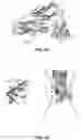 Fig. 06 - STRUCTURAL BASIS FOR OUTER MEMBRANE USHER ACTIVATION TO CATALYZE P PILUS ASSEMBLY
