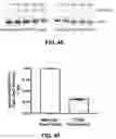 Fig. 11 - STRUCTURAL BASIS FOR OUTER MEMBRANE USHER ACTIVATION TO CATALYZE P PILUS ASSEMBLY