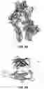 Fig. 12 - STRUCTURAL BASIS FOR OUTER MEMBRANE USHER ACTIVATION TO CATALYZE P PILUS ASSEMBLY