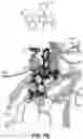 Fig. 16 - STRUCTURAL BASIS FOR OUTER MEMBRANE USHER ACTIVATION TO CATALYZE P PILUS ASSEMBLY