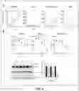 Fig. 09 - Compositions and methods for treating cancer