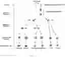 Fig. 02 - Transient protection of normal cells during chemotherapy
