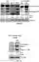 Fig. 03 - COMPOSITIONS AND METHODS FOR TREATING AGE-RELATED MACULAR DEGENERATION AND GEOGRAPHIC ATROPHY