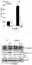 Fig. 09 - COMPOSITIONS AND METHODS FOR TREATING AGE-RELATED MACULAR DEGENERATION AND GEOGRAPHIC ATROPHY