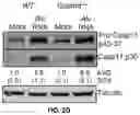 Fig. 10 - COMPOSITIONS AND METHODS FOR TREATING AGE-RELATED MACULAR DEGENERATION AND GEOGRAPHIC ATROPHY