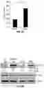 Fig. 17 - COMPOSITIONS AND METHODS FOR TREATING AGE-RELATED MACULAR DEGENERATION AND GEOGRAPHIC ATROPHY