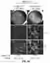 Fig. 25 - COMPOSITIONS AND METHODS FOR TREATING AGE-RELATED MACULAR DEGENERATION AND GEOGRAPHIC ATROPHY