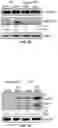 Fig. 28 - COMPOSITIONS AND METHODS FOR TREATING AGE-RELATED MACULAR DEGENERATION AND GEOGRAPHIC ATROPHY