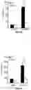 Fig. 35 - COMPOSITIONS AND METHODS FOR TREATING AGE-RELATED MACULAR DEGENERATION AND GEOGRAPHIC ATROPHY