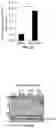 Fig. 37 - COMPOSITIONS AND METHODS FOR TREATING AGE-RELATED MACULAR DEGENERATION AND GEOGRAPHIC ATROPHY