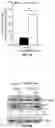 Fig. 42 - COMPOSITIONS AND METHODS FOR TREATING AGE-RELATED MACULAR DEGENERATION AND GEOGRAPHIC ATROPHY