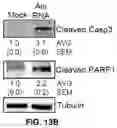 Fig. 61 - COMPOSITIONS AND METHODS FOR TREATING AGE-RELATED MACULAR DEGENERATION AND GEOGRAPHIC ATROPHY